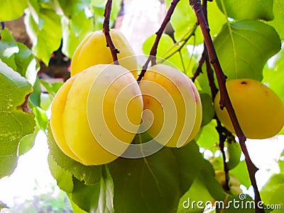 Ripe apricots on a fruit tree. Nature background. summer harvest Stock Photo