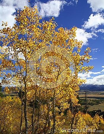 Yellow Aspen Stock Photo