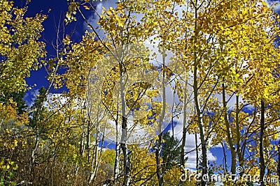 Yellow Aspen Trees Stock Photo