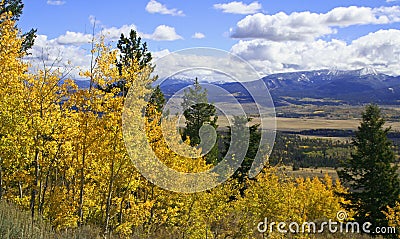 Yellow Aspen Trees above Valley Stock Photo