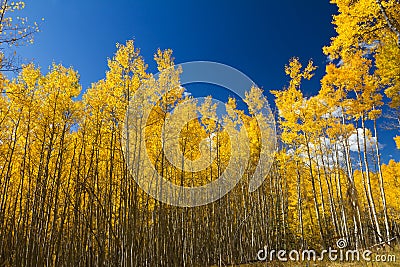 Yellow Aspen Trees in Fall Stock Photo