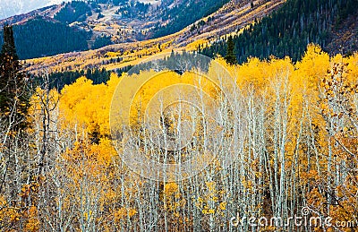 Yellow Aspens Stock Photo