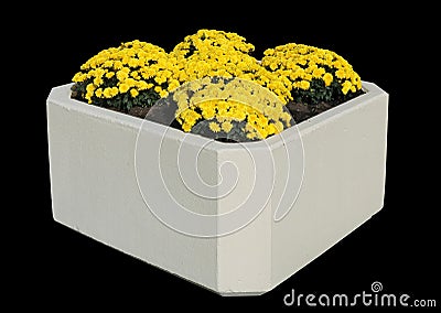 Yellow autumn chrysanthemums grow in street concrete flower pot isolated Stock Photo