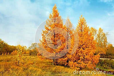 yellow autumn conifers Stock Photo