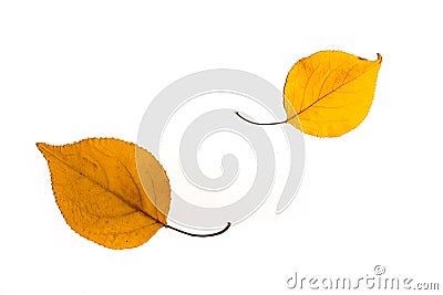 Yellow autumn fallen leafs isolated Stock Photo