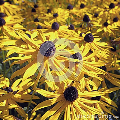 Yellow autumn flowers Stock Photo