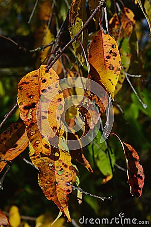 Yellow autumn lanceolate leaves of Chinese Wild Peach, also called David's Peach Stock Photo