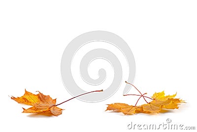 Yellow autumn leaf Stock Photo