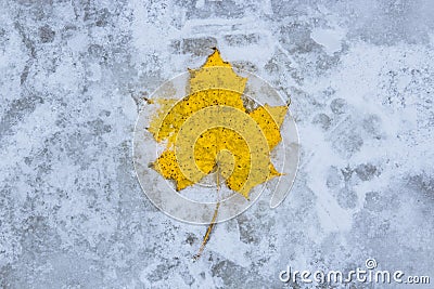 Yellow autumn leaf lies on ice, clouse Stock Photo