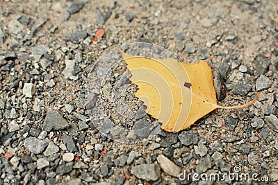 Yellow autumn leaf on the old destroyed asphalt Stock Photo