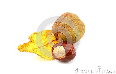 Yellow autumn leaf from a red horse chestnut with conkers Stock Photo