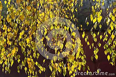 Yellow autumn leaves Stock Photo