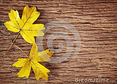 Yellow autumn leaves Stock Photo