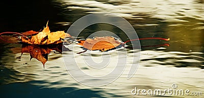 Yellow autumn leaves Stock Photo