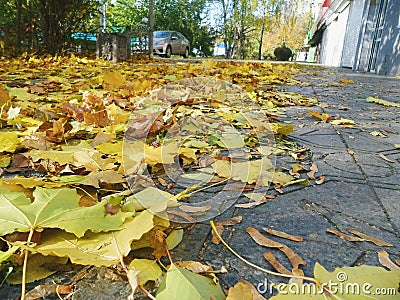 yellow autumn leaves Stock Photo