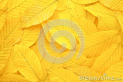 Yellow autumn leaves background Stock Photo