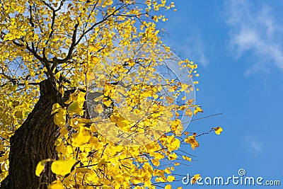 Yellow autumn leaves Stock Photo