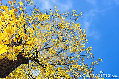 Yellow autumn leaves Stock Photo