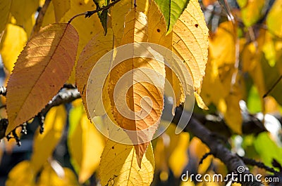 Yellow autumn leaves of cherries on a branch in the sunshine Stock Photo
