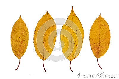 Yellow autumn leaves of cherry closeup. Isolated over white background Stock Photo