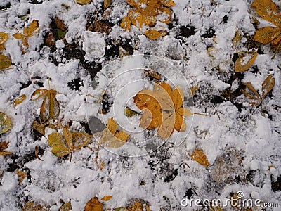 Yellow autumn leaves lie on the ground covered with first snow in november, bird footprints on the ground. Winter is coming Stock Photo