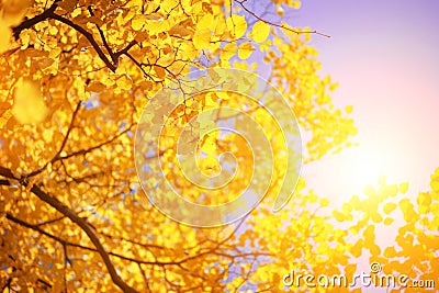 Yellow autumn leaves Stock Photo
