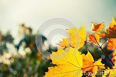 Yellow autumn maple leaves in a forest Stock Photo