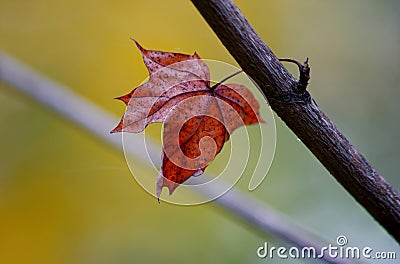 Yellow autumn maple leaves on a tree Stock Photo