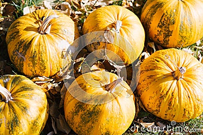 Yellow autumn pumpkins in garden Stock Photo