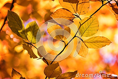 Yellow autumnal branches in a forest Stock Photo