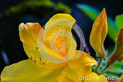 Yellow Azalea Bud Stock Photo