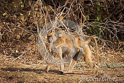 Yellow baboon Stock Photo