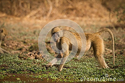 Yellow baboon Stock Photo