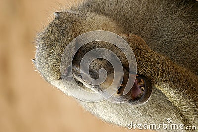 Yellow baboon Stock Photo