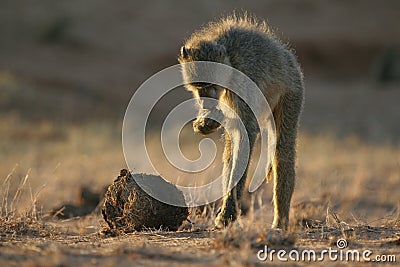 Yellow baboon foraging Stock Photo