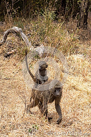 Yellow Baboon troop in natural protected habitat in southern Tanzania Stock Photo