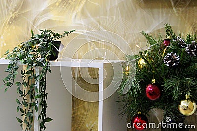 on a yellow background of abstract, a white shelf with a green flower in a pot and coniferous green branches of the Christmas tree Stock Photo