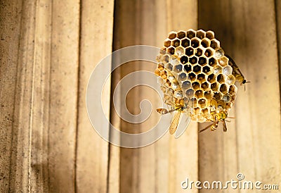 Bees, wasps build a nest together, filled with eggs Stock Photo