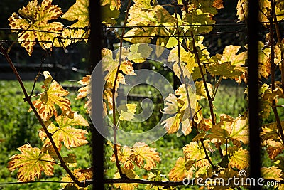 Yellow backlighted vine leaf in vineyard in the autumn Stock Photo