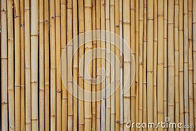 Yellow bamboo Stock Photo