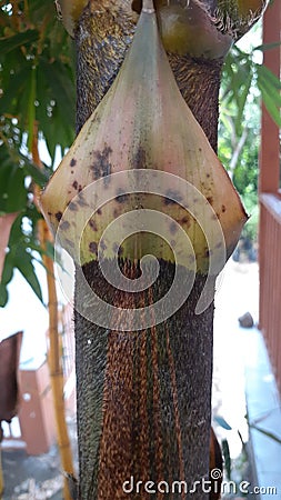 The yellow bamboo tree buds look full of black hairs Stock Photo