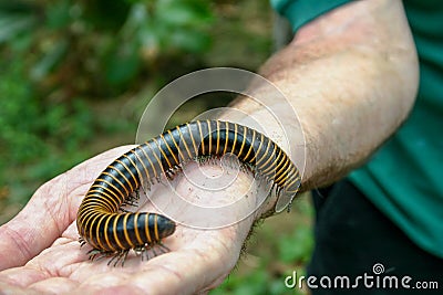 Yellow Banded Millipede crawling on a person`s hand Stock Photo