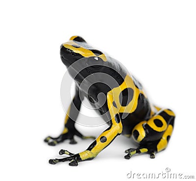 Yellow-Banded Poison Dart Frog Stock Photo