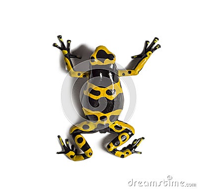 Yellow-banded poison dart frog, Dendrobates leucomelas Stock Photo