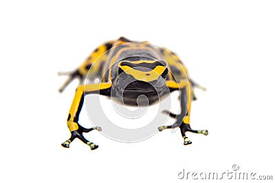 The bumblebee poison dart frog on white Stock Photo