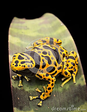 Yellow banded poison frog Stock Photo