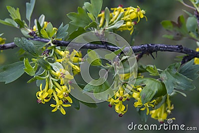 Yellow Barberry blossom. Stock Photo