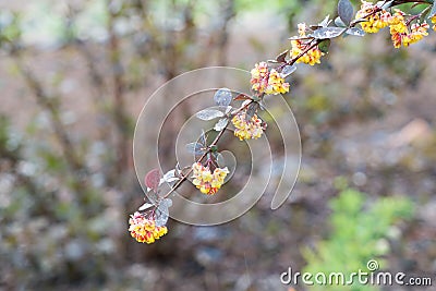 Yellow barberry flower in spring Stock Photo