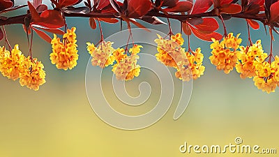 Yellow barberry flowers in the spring garden. Free space for text. Stock Photo