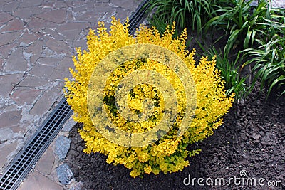 Yellow barberry shrub in a garden Stock Photo